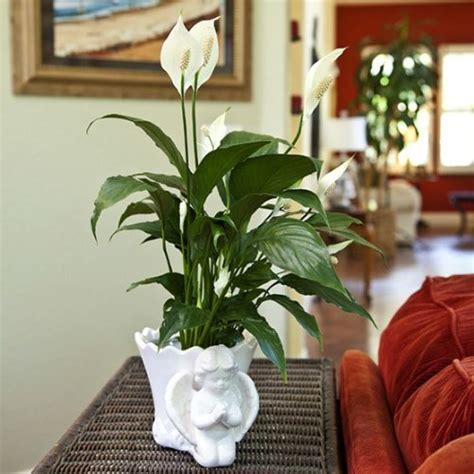 Sympathy T Peace Lily In Angel Container Live Plant T Green