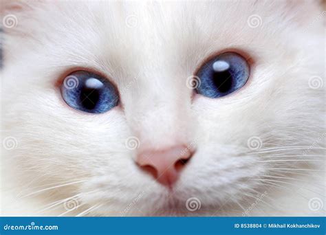 White Cat With Blue Eyes Stock Images - Image: 8538804