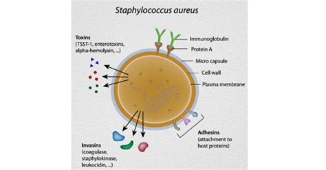 Staphylococcus Aureus Diagnosis Prevention And Treatment New