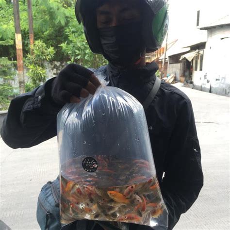 Jual GOJEK GRAB IKAN MAS HIDUP PAKAN PREDATOR MAKANAN IKAN BIBIT IKAN