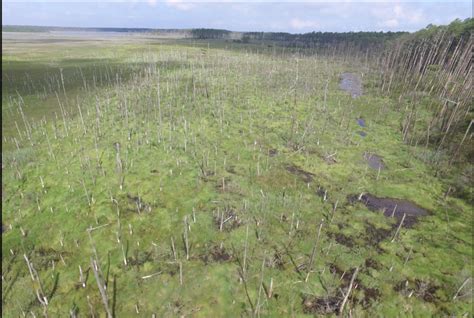 ghost forests haunt  east coast harbingers  sea level rise