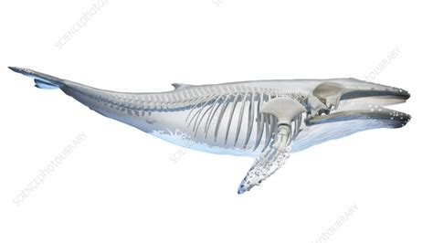 Whale anatomy, illustration - Stock Image - F038/3262 - Science Photo Library