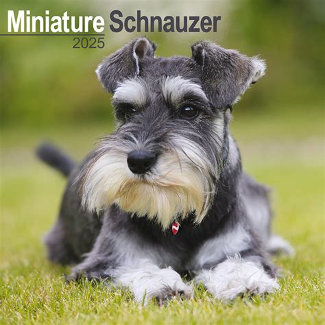 Miniatuur Schnauzer Kalender Kopen Bestel Eenvoudig Online