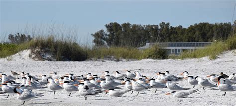 Lazy Birds Photograph by Aaron King - Fine Art America