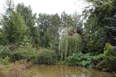 Ива Миндовского в ландшафтном дизайне (49 фото) - фото - картинки и ...