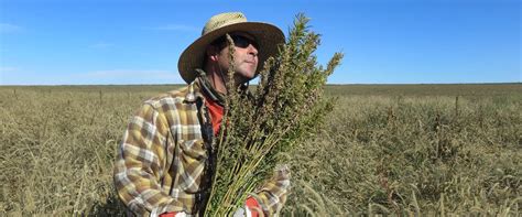 Harvesting Hemp Crops at the Right Time