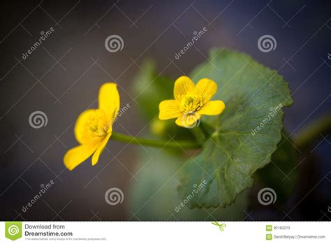 Fundo Da Mola As Flores Amarelas Bonitas Imagem De Stock Imagem