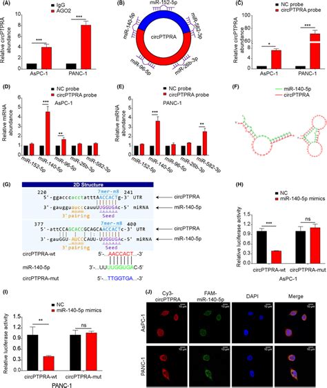 Circptpra Sponges Mir P In Pdac Cells A Antiago Rip And