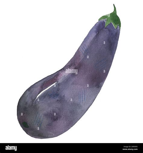 Eggplants Hand Drawn Watercolor Painting On White Background