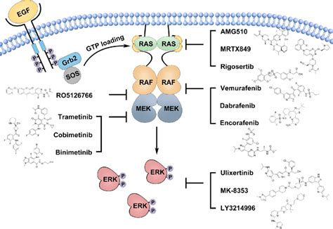 Jci Mosaic Ras Mapk Variants Cause Sporadic Vascular