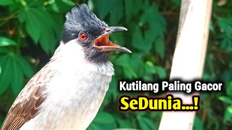 Suara Kutilang Gacor Masteran Terbaik Full Isian Alami Youtube