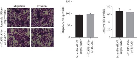 The Functions Of Dars As1mir 194 5ptspan1 In Oc A Qrt Pcr