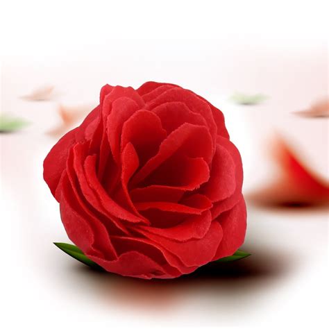 21 Best Gift Ideas For Your Love This Rose Day