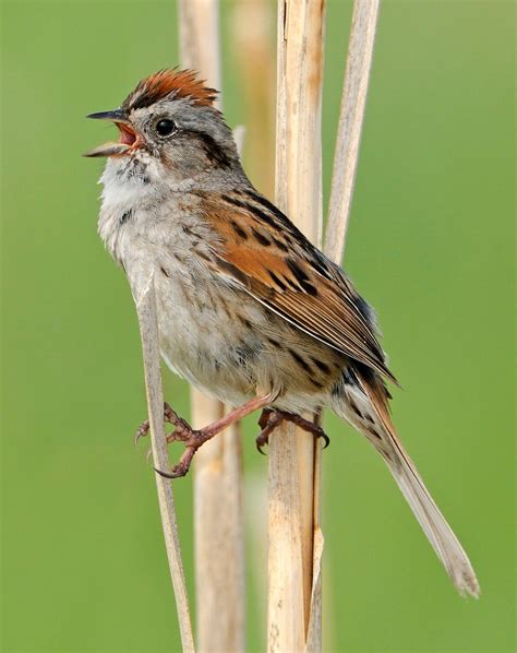 Angry Sparrows Shy Birds Show Aggression With Wings