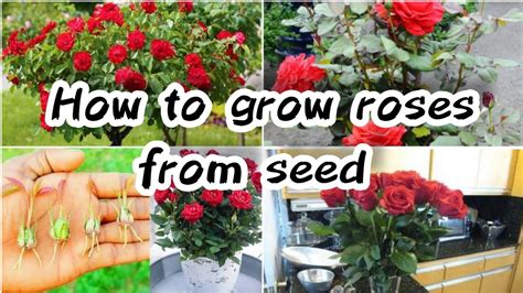 How To Grow Rose From Seed Seed To Flower Seedling To Transplant The Method Of Growing Red Roses