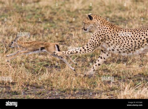 Cheetah chasing gazelle hi-res stock photography and images - Alamy