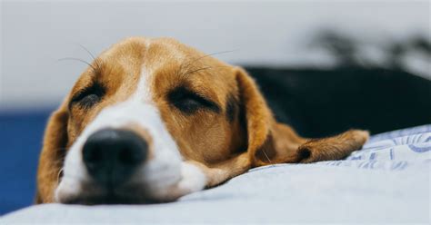 Giuntinipet Dove Meglio Far Dormire Il Cane Giuntinipet