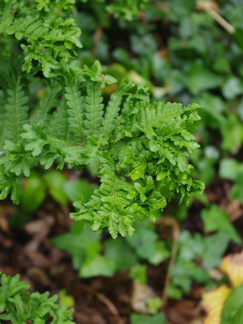 Dryopteris Affinis Cristata Beth Chatto S Plants Gardens