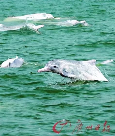 「海上精靈」又現湛江！成群中華白海豚到雷州灣「春遊」 每日頭條