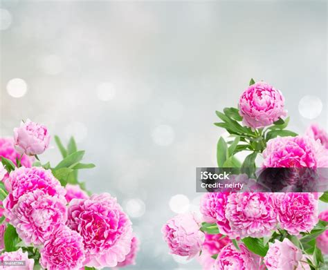 Pink Peonies Border Stock Photo Download Image Now Art Backgrounds