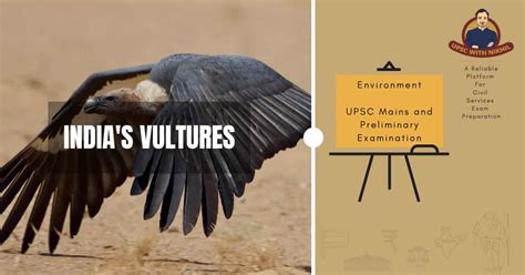 Species Of Vultures In India Online Discounted Brunofugaadvbr