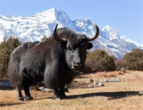 Yak Pictures - AZ Animals