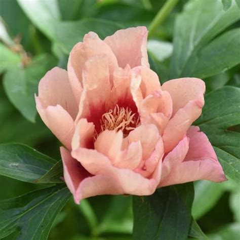 Itoh Peony Paeonia Callie S Memory In The Peonies Database Garden Org