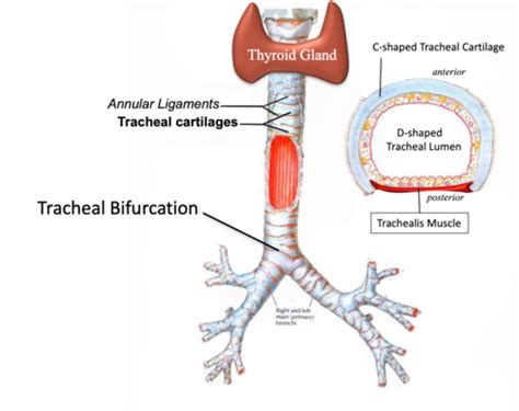 Anatomy 2 Lower Respiratory Tract Flashcards Quizlet