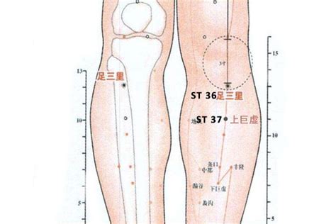 St 37 Acupuncture Pointshangjuxu Or Stomach 37 Peakmassager