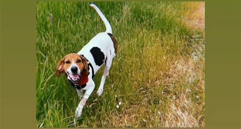 Anyone know if my Walker hound looks pure bred? : r/Hounds