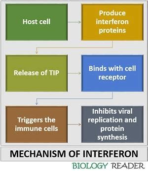 What are Interferons? definition, types, characteristics & facts ...