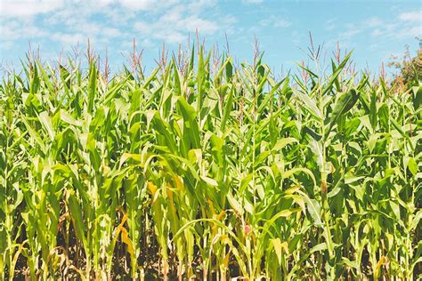 5 Reasons Why Corn Plant Leaves Turn Yellow And How To Fix It House Grail