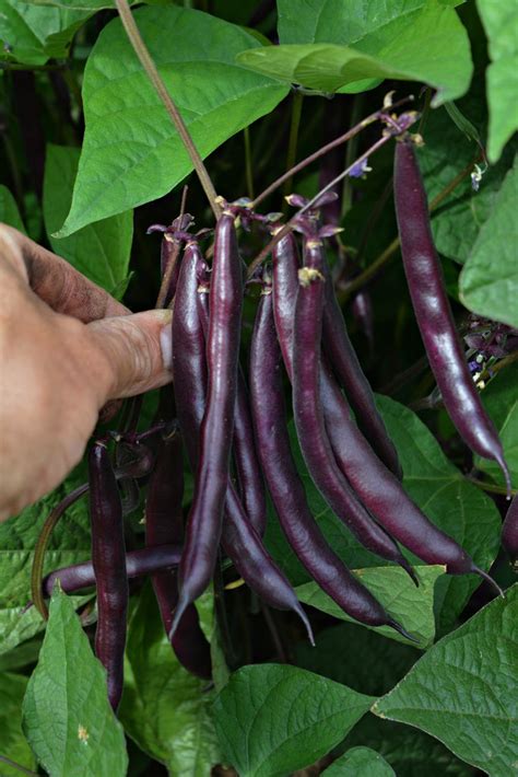 Bean Bush Snap Blooming Prairie Uprising Seeds