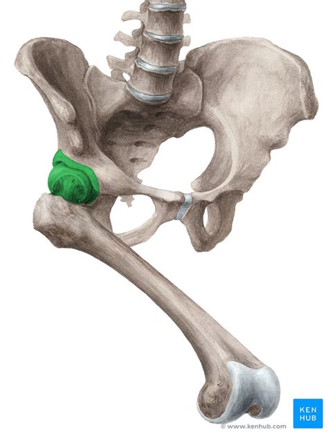 Hip joint: Bones, movements, muscles | Kenhub