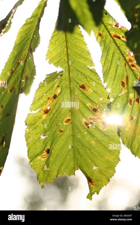 5 September 2006 Horse Chestnut Leaves Damaged By Leaf Miner Moth Hilly