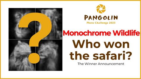 Monochrome Pangolin Photo Challenge Winners YouTube