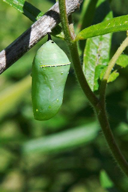 monarch butterfly pupation time : Biological Science Picture Directory – Pulpbits.net