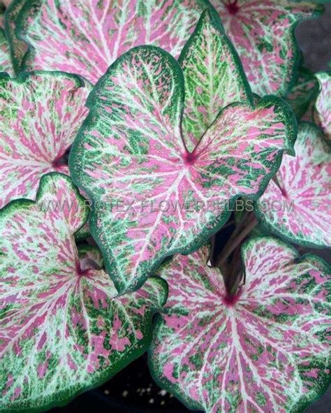 Caladium Strapleaved Dots Delight No P Carton Rotex