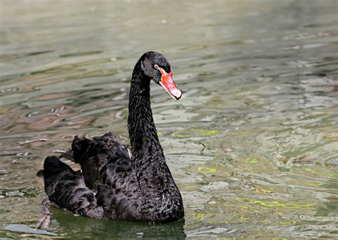 Bildet Natur Fugl Innsj Dam Dyreliv Dyrehage Nebb Fauna N De