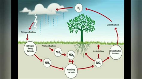 Unlocking The Answers To The Nitrogen Cycle Diagram