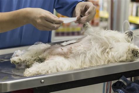 Stérilisation Du Chien Prix Convalescence Et Soins