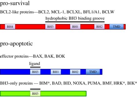 Bcl 2 Pathway