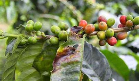 Hama Dan Penyakit Pada Tanaman Kopi Jenis Gejala Serangan Penyebab