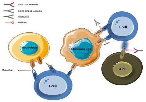 Vaccines Free Full Text Immune Checkpoint Inhibitors For