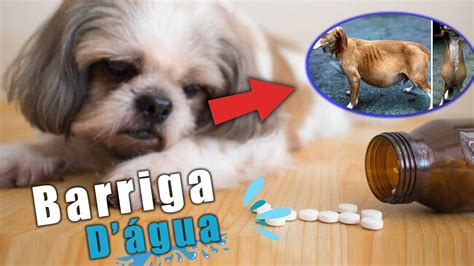 Rem Dios Para Cachorro Barriga Inchada E Mole Youtube