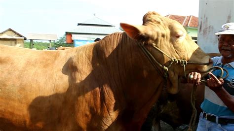 Sapi Qurban Super Segini Harganya Di Pasar Hewan Banjarnegara Youtube