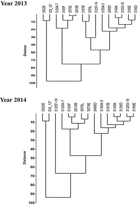 Dendrogram Of 15 Tomato Inbred Lines Obtained By Ward Method Cluster Download Scientific