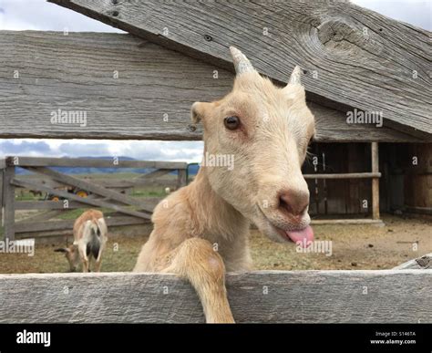 Goat Tongue Length