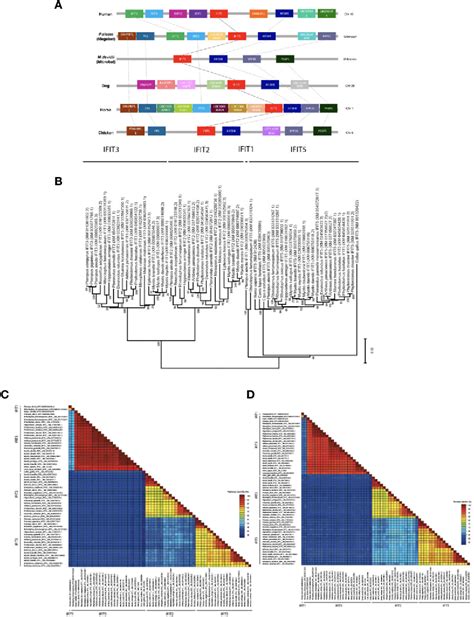 Figure 1 From Interferon Induced Protein With Tetratricopeptide Repeats