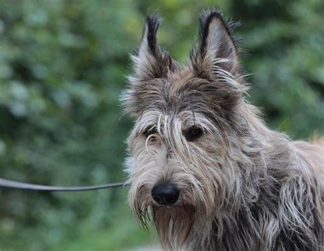 Berger Picard From France Dog Photos Herding Dogs Breeds Herding Dogs